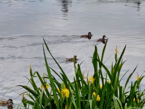 Impressionen Sommer